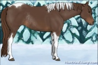 Horse Color:Liver Chestnut Tobiano Rabicano 