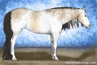 Horse Color:White Spotted Buckskin Roan Dun