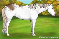 Horse Color:White Spotted Liver Chestnut Splash 