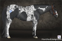 Horse Color:Smoky Black  and Black Tobiano 