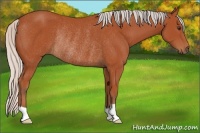 Horse Color:Silver Bay Rabicano 