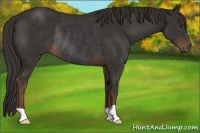 Horse Color:Liver Chestnut Rabicano 