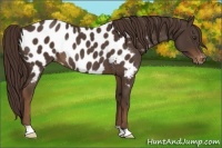 Horse Color:Liver Chestnut Appaloosa Rabicano 