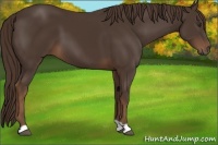 Horse Color:Liver Chestnut 