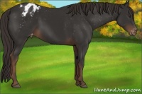 Horse Color:Liver Chestnut Appaloosa