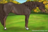 Horse Color:Liver Chestnut Rabicano 