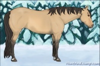 Horse Color:Buckskin Dun