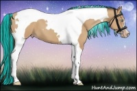 Horse Color:Painted Amber Champagne Tobiano 