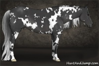 Horse Color:White Spotted Smoky Black