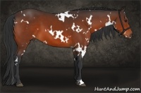 Horse Color:White Spotted Brown