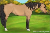Horse Color:Bay Dun