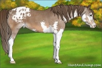 Horse Color:Bay Splash Appaloosa