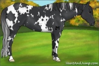 Horse Color:White Spotted Black