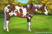 Horse Color:White Spotted Brown Splash 
