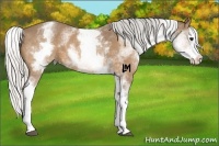 Horse Color:White Spotted Silver Buckskin Splash