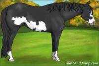 Horse Color:Black Frame 