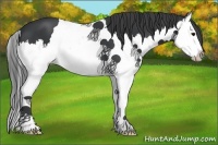 Horse Color:Black Splash