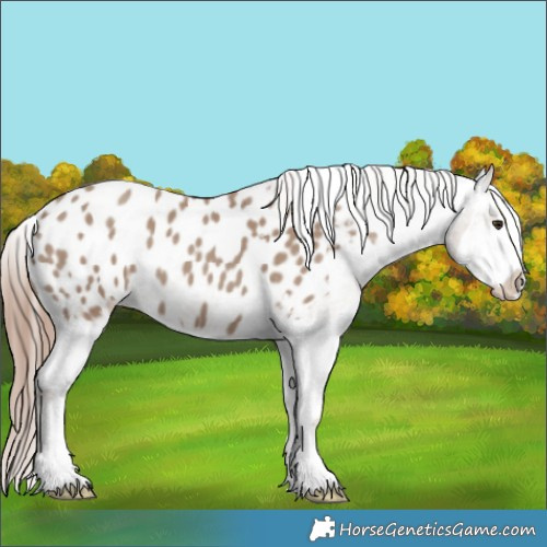 Horse Color:Classic Champagne Splash Appaloosa 