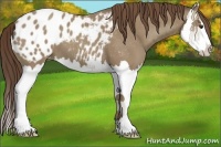 Horse Color:Classic Champagne Splash Appaloosa