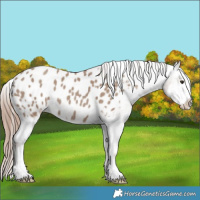 Horse Color:Classic Champagne Splash Appaloosa
