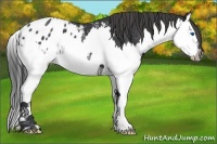 Horse Color:Black Splash Appaloosa 