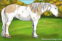 Horse Color:Silver Classic Champagne Splash 