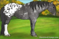 Horse Color:Black Appaloosa