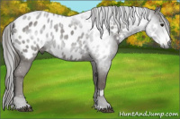 Horse Color:Gray Black Appaloosa