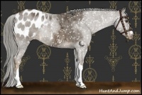 Horse Color:Chocolate Palomino Appaloosa 