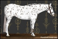 Horse Color:Liver Red Roan Leopard 