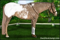 Horse Color:Chocolate Palomino Snowcap 
