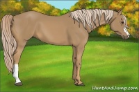 Horse Color:Palomino