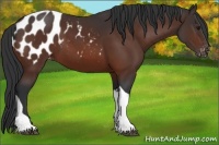 Horse Color:Brown Tobiano Appaloosa 