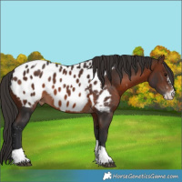 Horse Color:Brown Sabino Tobiano Near Leopard 