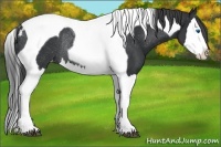 Horse Color:Black Splash Tobiano Appaloosa Rabicano 