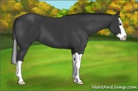 Horse Color:Smoky Black Splash