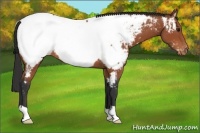 Horse Color:Bay Appaloosa 