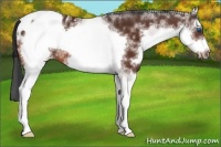 Horse Color:White Spotted Bay Splash Frame Appaloosa 
