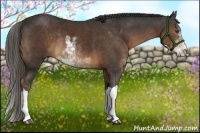 Horse Color:Liver Chestnut Sabino Rabicano 