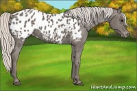 Horse Color:Silver Black Appaloosa 