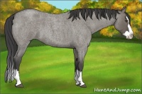 Horse Color:Unknown 