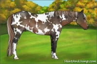 Horse Color:White Spotted Liver Chestnut 
