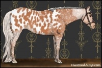 Horse Color:Silver Bay Roan Appaloosa 