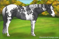 Horse Color:Black Splash Tobiano Rabicano