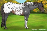 Horse Color:Brown Roan Tobiano Appaloosa 