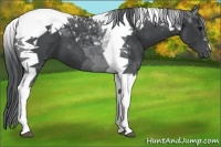 Horse Color:Black Tobiano
