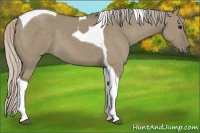 Horse Color:Silver Grullo Tobiano 