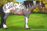 Horse Color:Brown Roan Tobiano Appaloosa