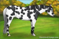 Horse Color:Black Splash Tobiano Frame 