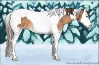 Horse Color:White Spotted Buckskin Splash Tobiano Varnish